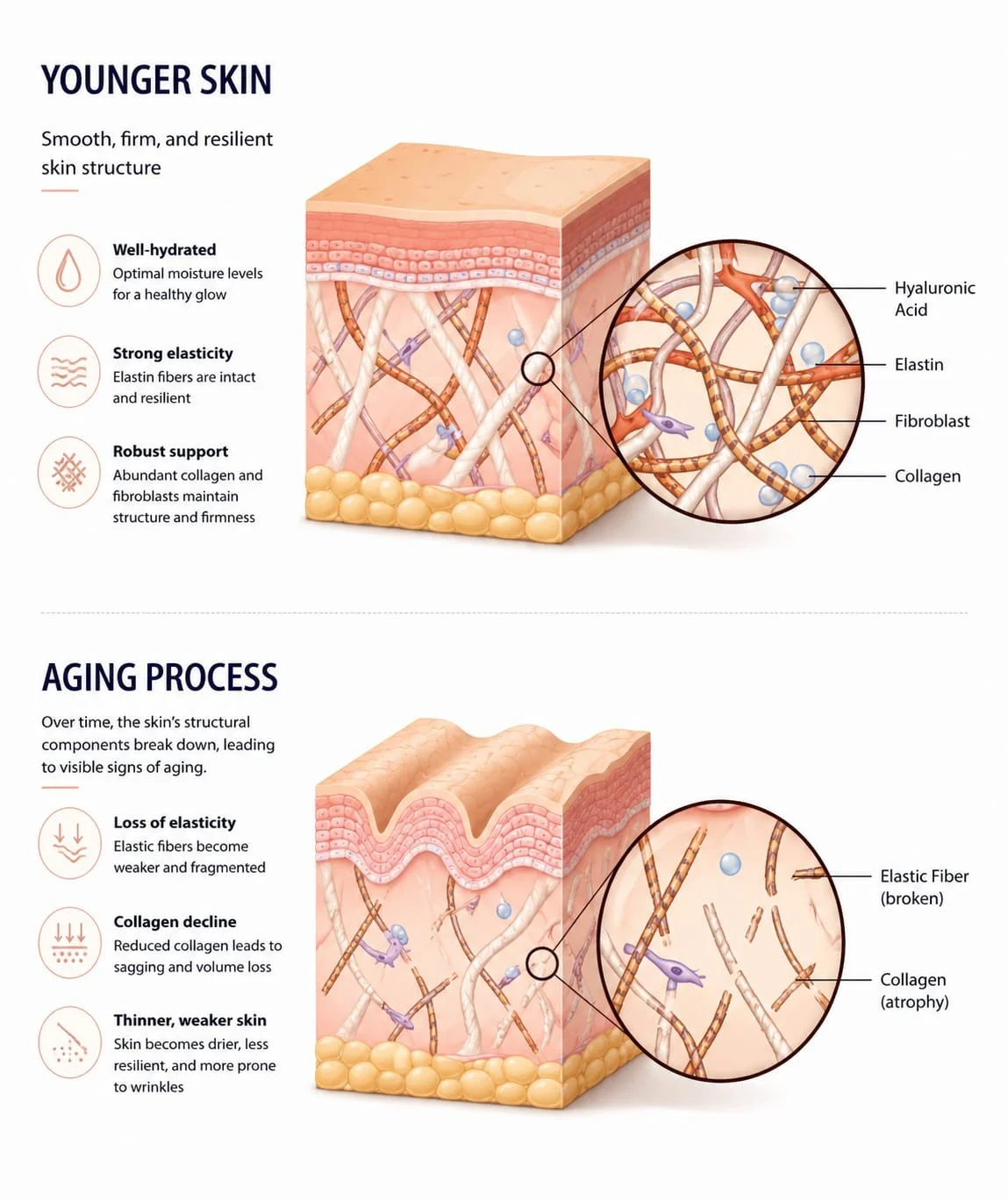 Younger skin holds intact collagen, elastin and hyaluronic acid; with age those fibres fragment and thin, producing loss of elasticity, volume and firmness.